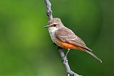 Vermilion Flycatcher